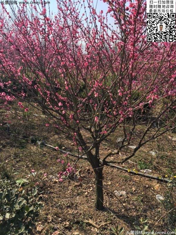 高端、大氣、上檔次的紅梅