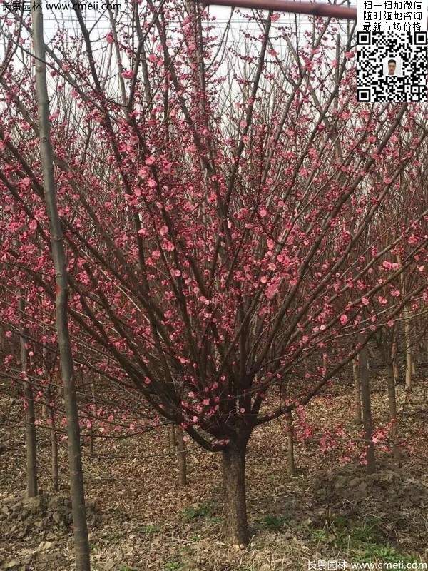 高端、大氣、上檔次的紅梅