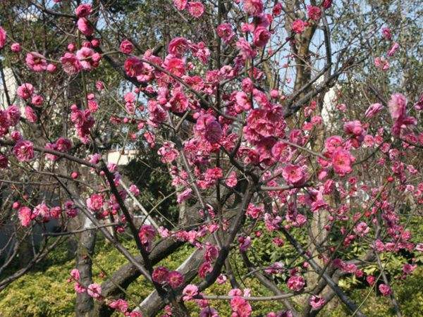 高端、大氣、上檔次的紅梅