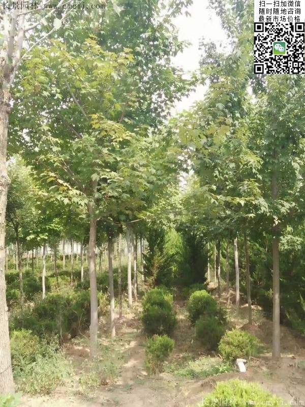 紅楓樹基地 紅楓樹基地