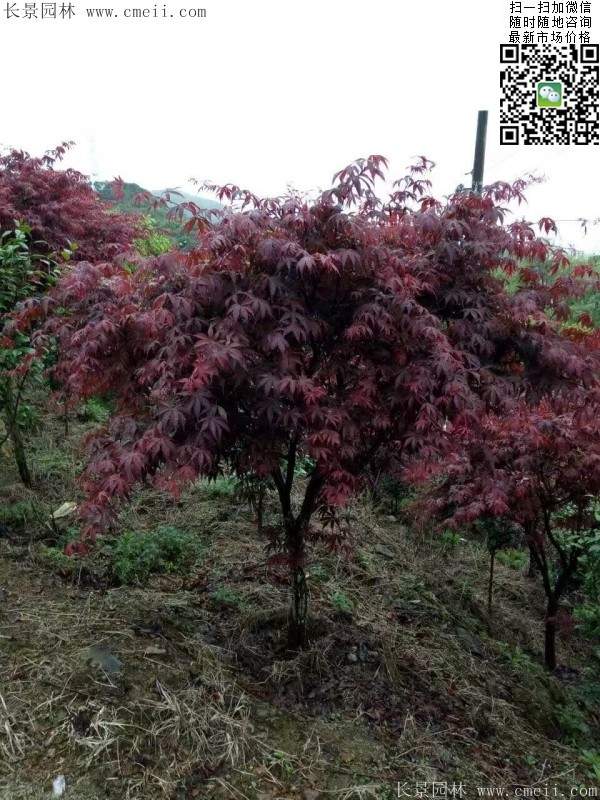 1.2、1.5、1.8米的紅楓樹