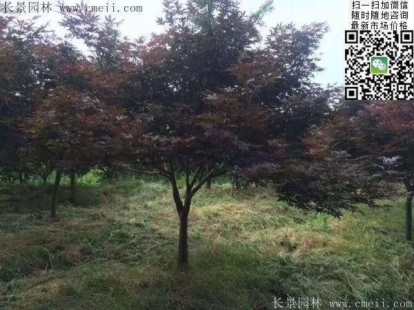 1.2、1.5、1.8米的紅楓樹