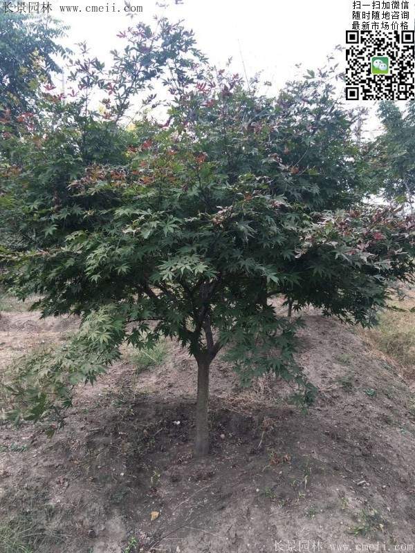 1.2、1.5、1.8米的紅楓樹