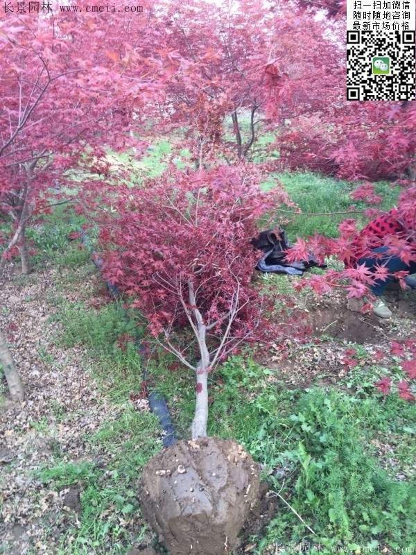 1.2、1.5、1.8米的紅楓樹