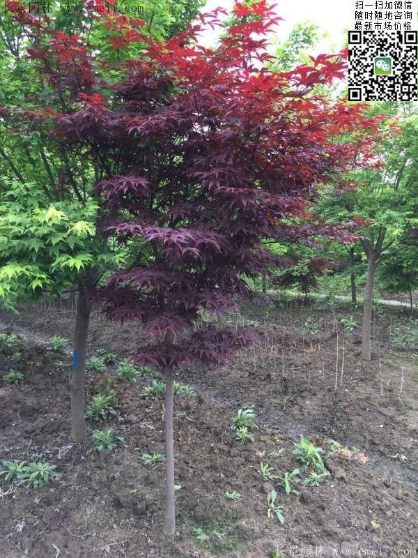 1.2、1.5、1.8米的紅楓樹