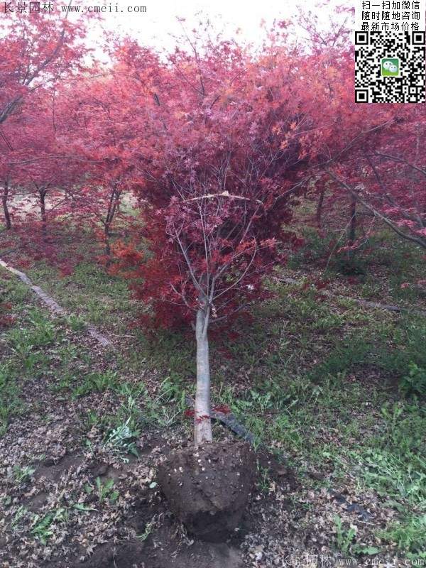 紅楓基地 紅楓基地