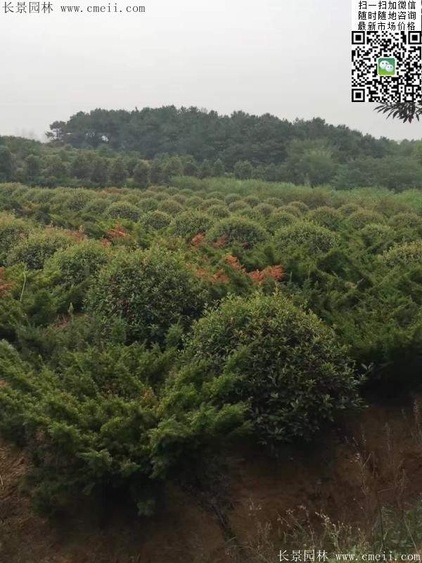 紅葉石楠 紅葉石楠