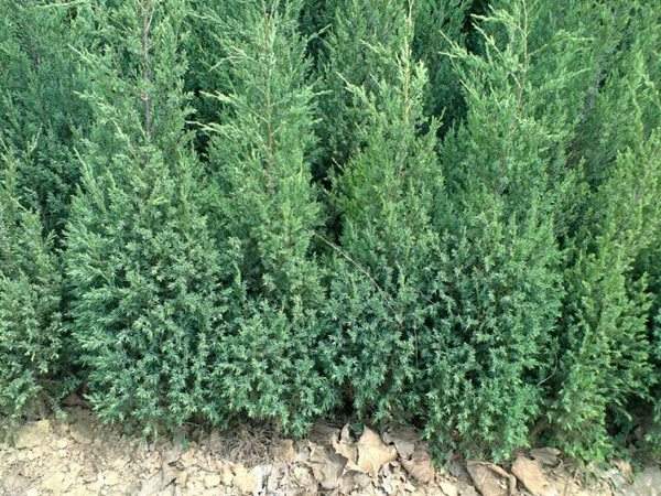 優(yōu)質刺柏苗