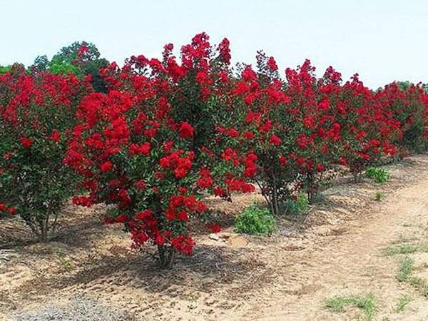 專家告訴你,市場(chǎng)上紫薇花樹價(jià)格是多少?