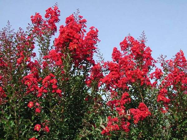 專家告訴你,市場(chǎng)上紫薇花樹價(jià)格是多少?