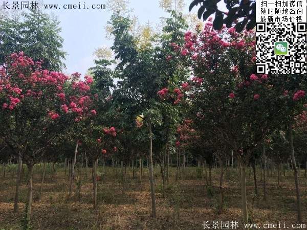 專家告訴你,市場(chǎng)上紫薇花樹價(jià)格是多少?