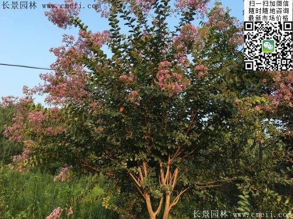 專家告訴你,市場(chǎng)上紫薇花樹價(jià)格是多少?