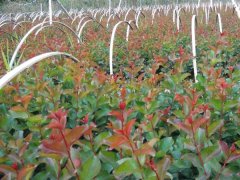 現(xiàn)在紫薇基地的紫薇樹(shù)多少錢一顆？