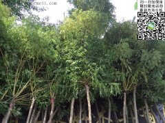 求購5、6、7、8公分的精品黃金槐，還是到沭陽，