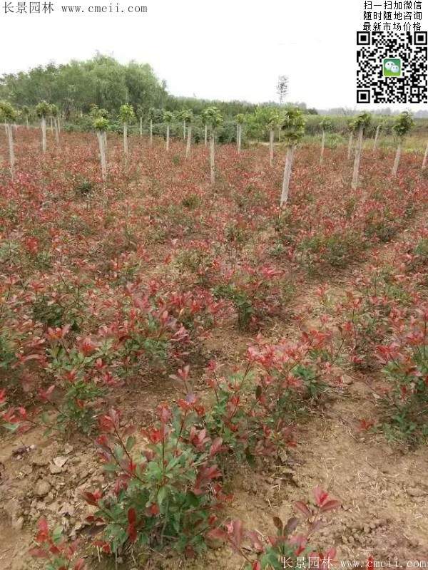 紅葉石楠--長(zhǎng)景園林 紅葉石楠--長(zhǎng)景園林