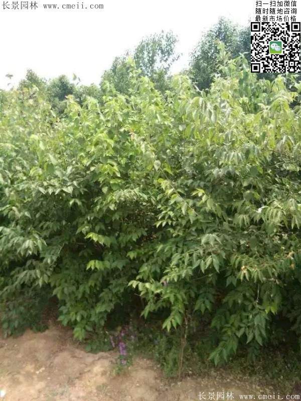 金銀木只要看一眼就迷上了，不信你就看看