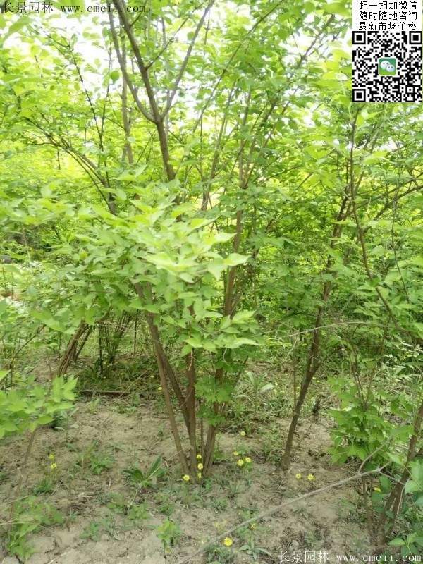 金銀木只要看一眼就迷上了，不信你就看看