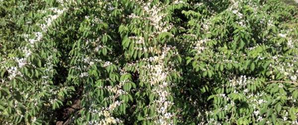 金銀木只要看一眼就迷上了，不信你就看看