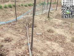 你還在為買(mǎi)櫸樹(shù)四處奔波嗎？那你就out了，告訴