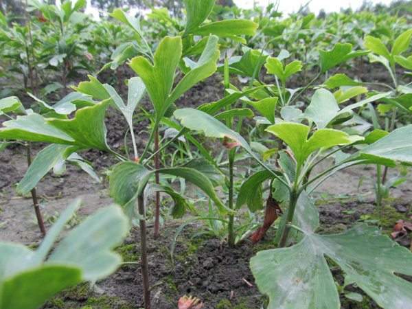 銀杏樹(shù)小苗