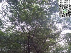 櫸樹(shù)不管是在綠化界，還是在建筑界都會(huì)令你刮