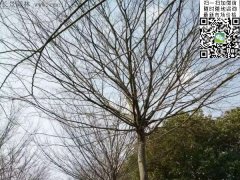 櫸樹(shù)的綠衣雖好看，但是變成光桿司令的“它”