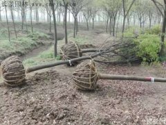 櫸樹(shù)還有這一層意思??！到底是“種櫸”還是“