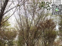 這個(gè)秋季讓櫸樹(shù)占盡了風(fēng)采，你還在持觀望的態(tài)