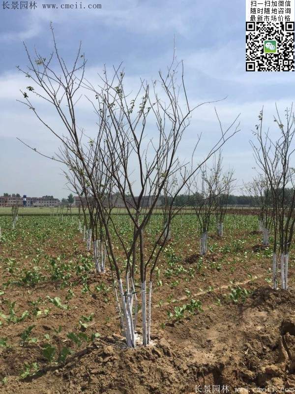 櫸樹(shù)修剪整形