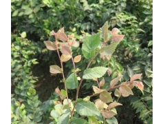 紅櫸與櫸樹(shù)有什么不同？