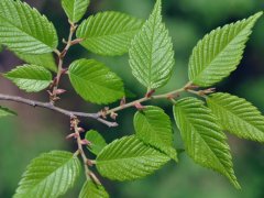 重大新聞！較大的櫸樹(shù)基地照曝光了，貌似價(jià)格