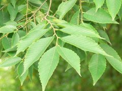 專(zhuān)家提醒：櫸樹(shù)和樸樹(shù)不是同一種樹(shù)嗎？