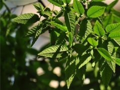 櫸樹(shù)為什么又叫作血櫸，這其中有什么奧秘嗎?