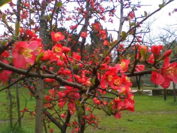 想要貼梗海棠花開得好，修剪養(yǎng)護很重要