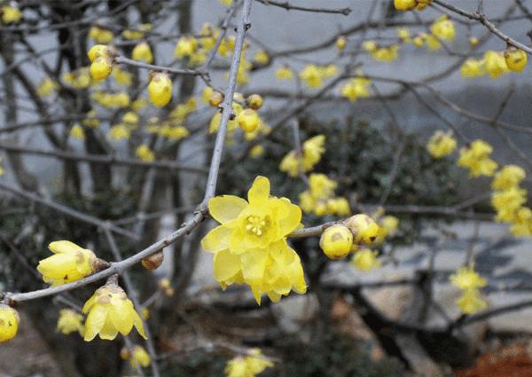 臘梅樹(shù) 臘梅樹(shù)