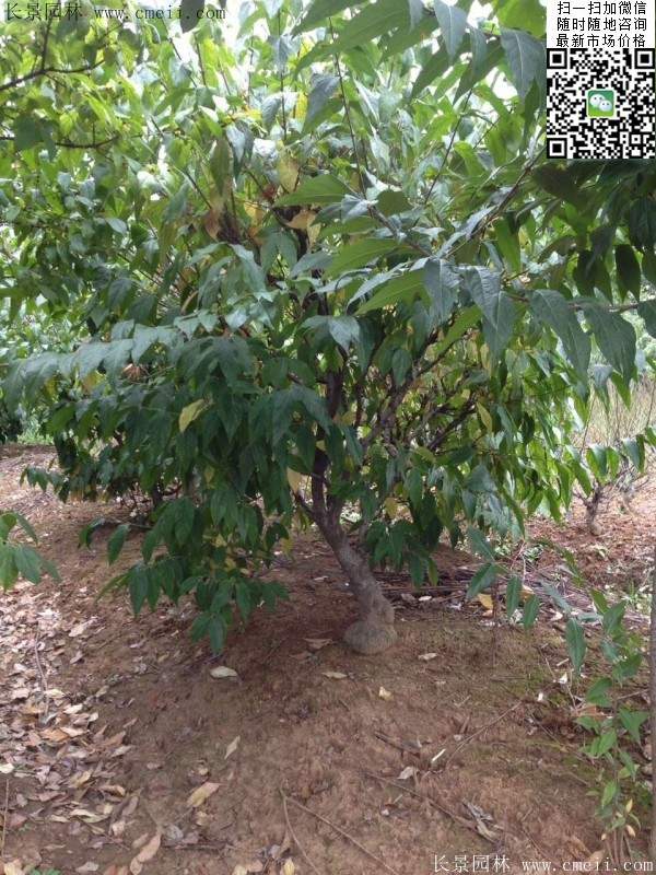 臘梅樹(shù) 臘梅樹(shù)