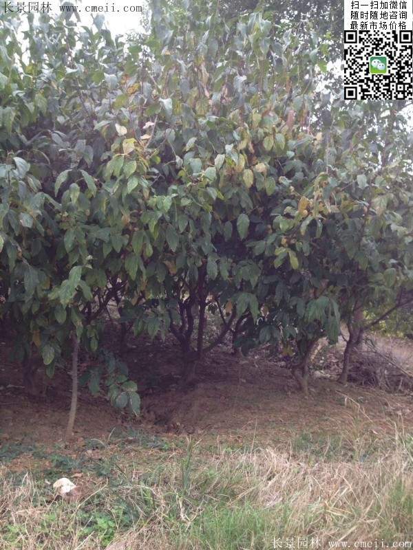 臘梅樹(shù) 臘梅樹(shù)