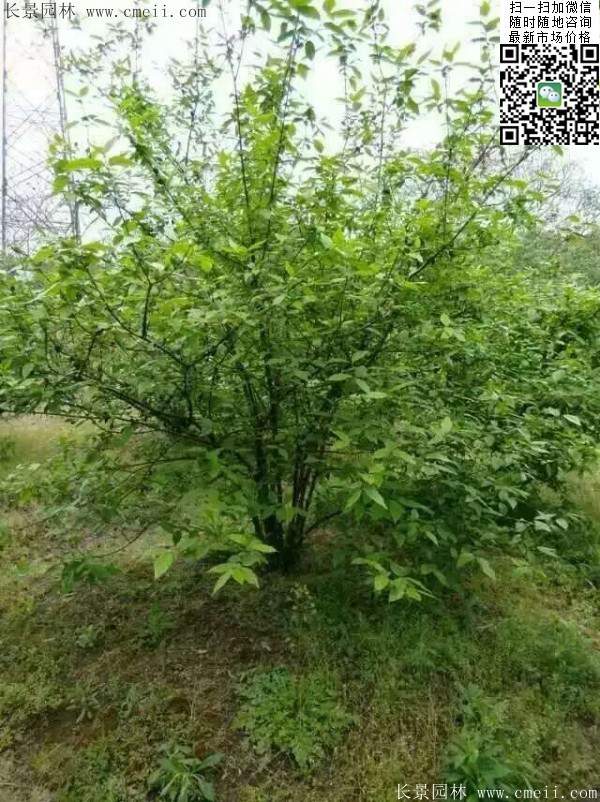 叢生臘梅花 叢生臘梅花