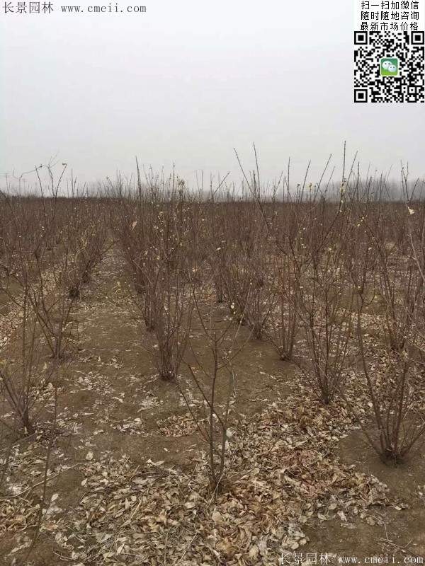 叢生臘梅花 叢生臘梅花