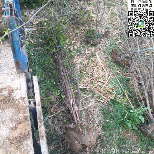 叢生臘梅樹 叢生臘梅樹