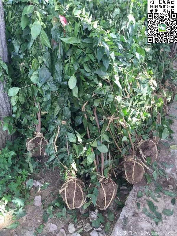 沭陽(yáng)臘梅樹(shù)