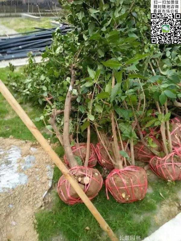 沭陽(yáng)臘梅樹(shù)