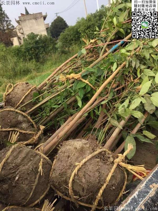 沭陽(yáng)臘梅樹(shù)