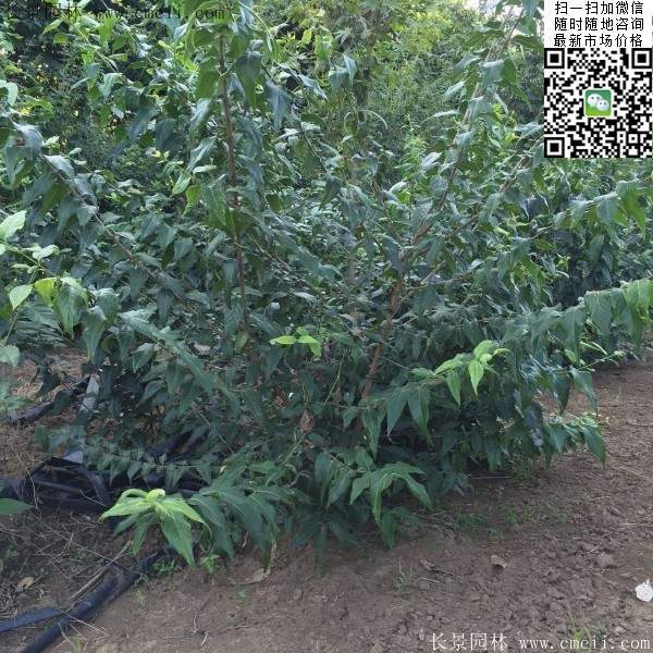 沭陽(yáng)臘梅樹(shù)