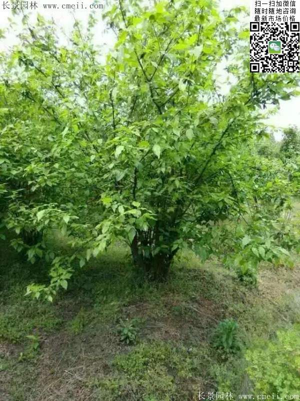 沭陽(yáng)臘梅樹(shù)