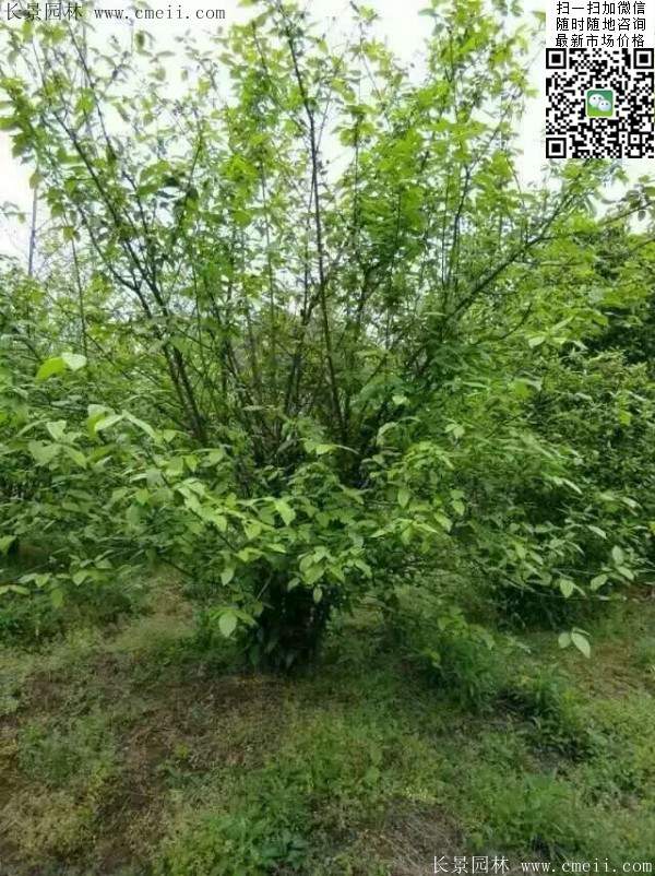 沭陽(yáng)臘梅樹(shù)