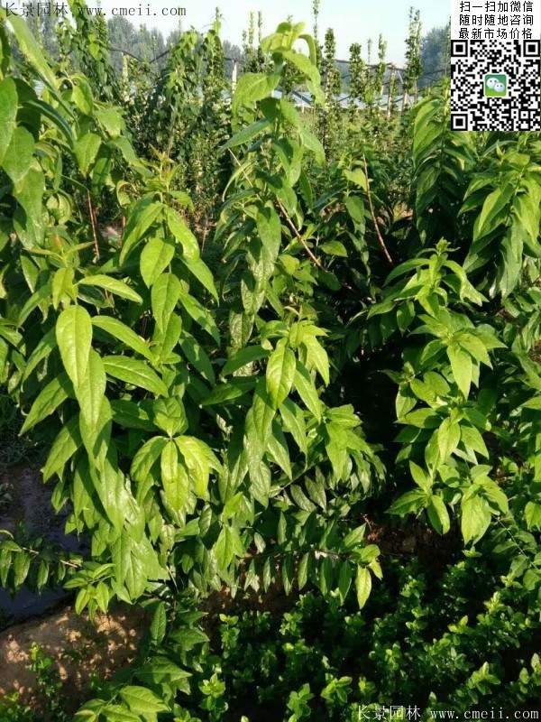 沭陽(yáng)臘梅樹(shù)