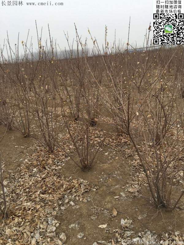 沭陽(yáng)臘梅樹(shù)