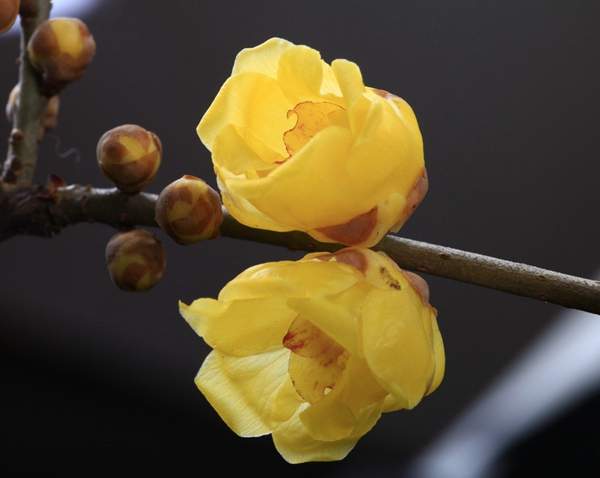 沭陽(yáng)臘梅花