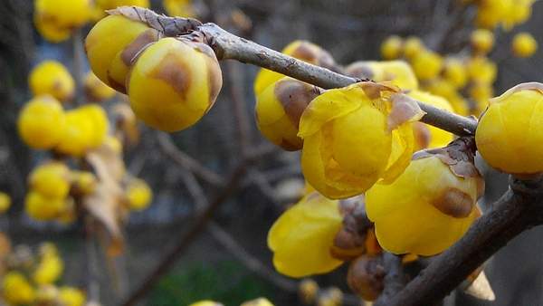 沭陽(yáng)臘梅花